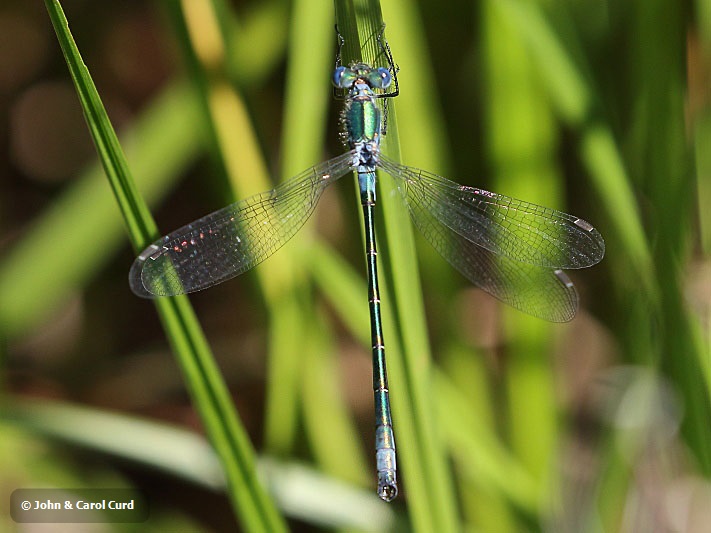 J18_1257 Lestes dryas male.JPG